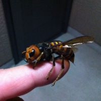 Hornetové symptomy skusu