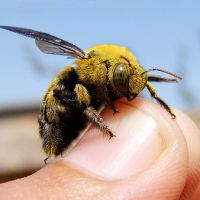 otekanje čebeljega žarka