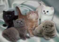 Pletení britské kočky s kočkou