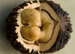 Vlastnosti černého ořechu