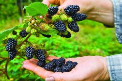 Odrůda Blackberry Tornfrey