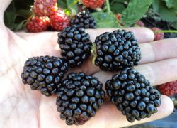 Blackberry odrůda Tornfree