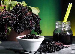 Blackberry Berries черни лечебни свойства