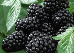 černá saténově ostružinová odrůda