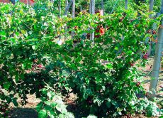 Odmiany ogród blackberry