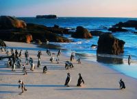 Пингвины гуляют