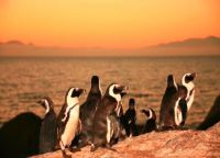 Пингвины на закате