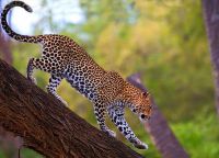 Леопард - главный хищник в парке Бони