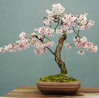 bonsai Japońskie kwiaty wiśni