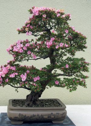 gatunki bonsai 2