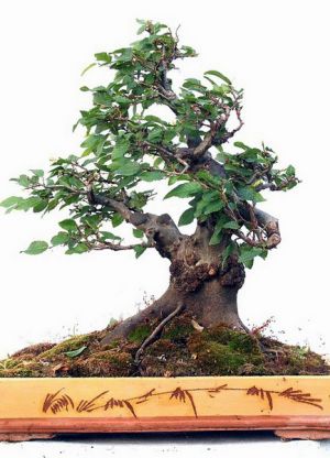 gatunki bonsai 3