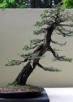 gatunki bonsai 4