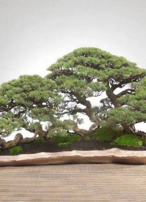 gatunki bonsai 5