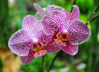 Орхидеи в саду