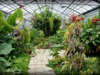 ogród botaniczny w Petersburgu 3