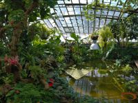 ogród botaniczny w Petersburgu 7
