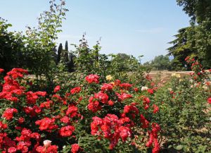 Ботаническата градина в Крим11