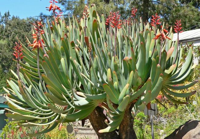 Символ Намибии Aloe littoralis