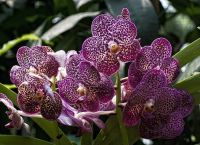Обитательница парка орхидей