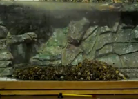 Donji filtar za vlastiti akvarij13