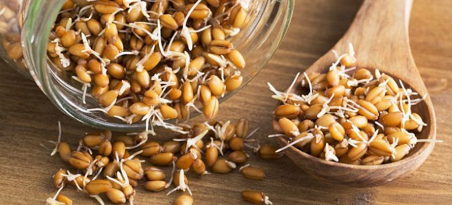 Как да покълнат пшеницата за брага