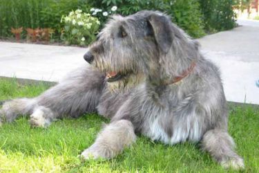 Opis pasme Irske Wolfhound