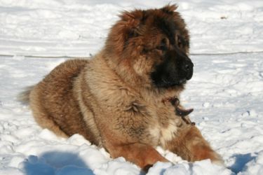 Кавказки волфраунд порода кучета