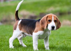 Psy rasy Beagle