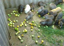 Nutria грижи и разплод