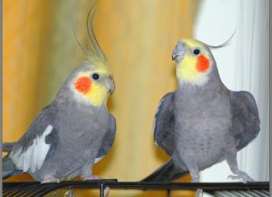Parrot breeds2
