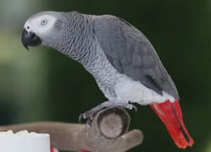 Parrot pasme4