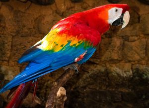 Parrot breeds8