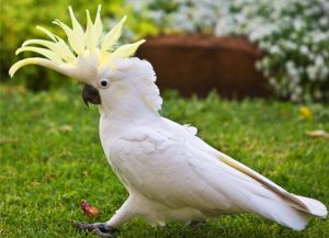 Parrot pasme9