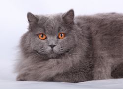 Британски котка: описание на породата1