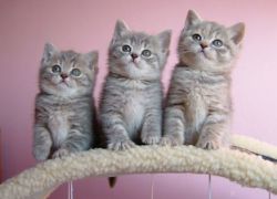 Britské koťata: povaha a péče1