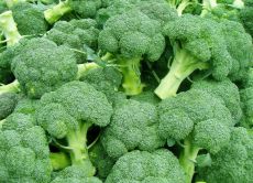 odrůdy brokolice