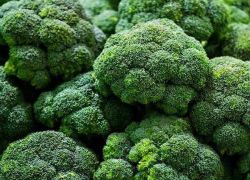 sklizeň brokolice