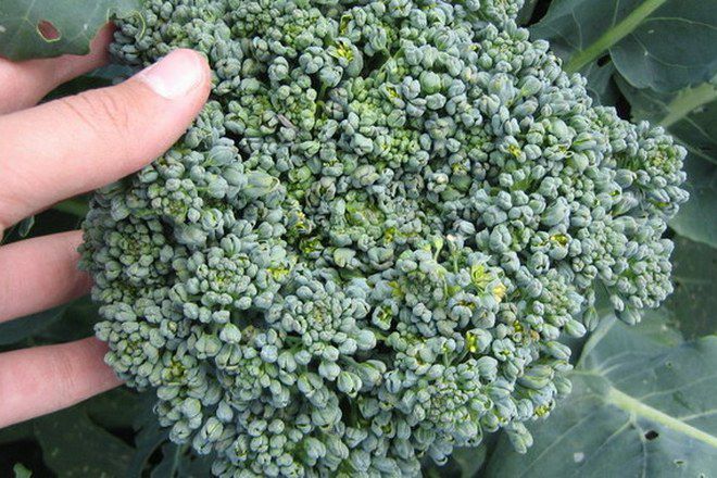 выращивание брокколи тонус