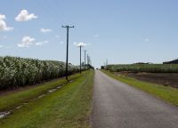 Плантации сахарного тростника в окрестностях Бандаберга