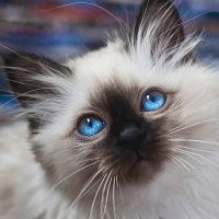 Burmanska mačka kitten.jpg