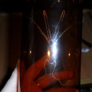 metulji iz plastičnih steklenic 2