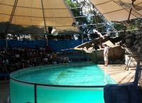 Бассейн с тюленями в зоопарке Кордовы