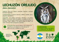 Информация о полосатой сове, обитающей в зоопарке Кордовы