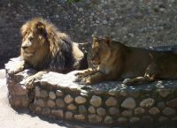 Пара африканских львов в зоопарке Кордовы