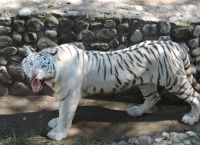 Редкий белый тигр, обитающий в зоопарке Кордовы