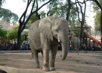 Слоны в зоопарке Кордовы