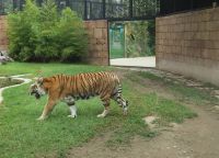 Тигр, обитающий в зоопарке Кордовы