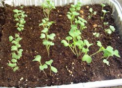 uzgoj kohlrabi iz sjemena