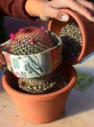 jak leczyć kaktusy