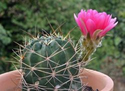 Péče o kvetoucí kaktus